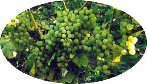 Grapes