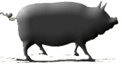 Pig