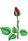 Red-Rose