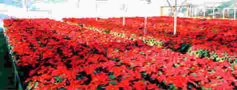 Poinsettias