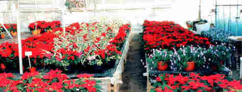 Poinsettias