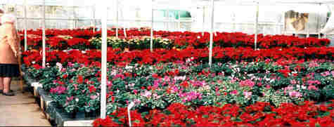 Poinsettias