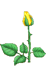 Yellow-Rose